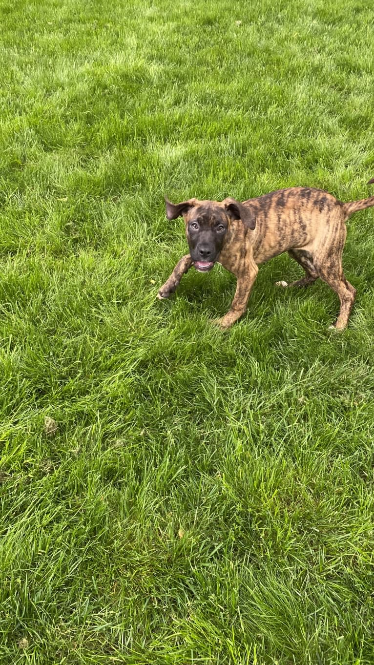Lillie, a Perro de Presa Canario tested with EmbarkVet.com