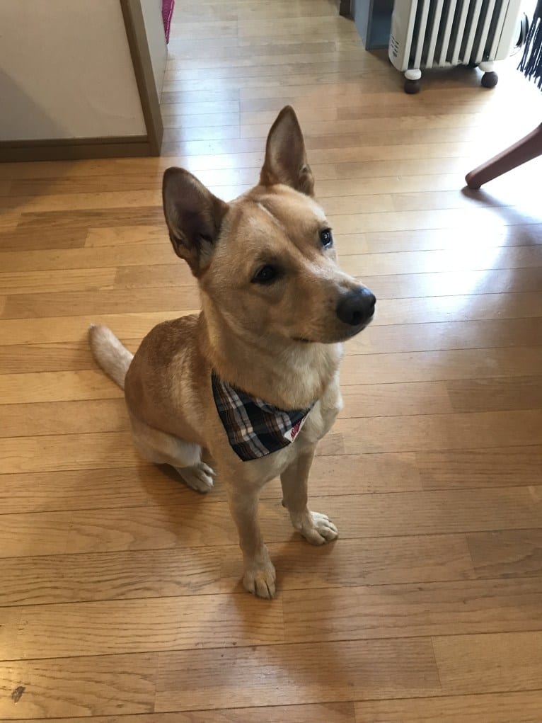 Dice, a Japanese or Korean Village Dog and Shiba Inu mix tested with EmbarkVet.com