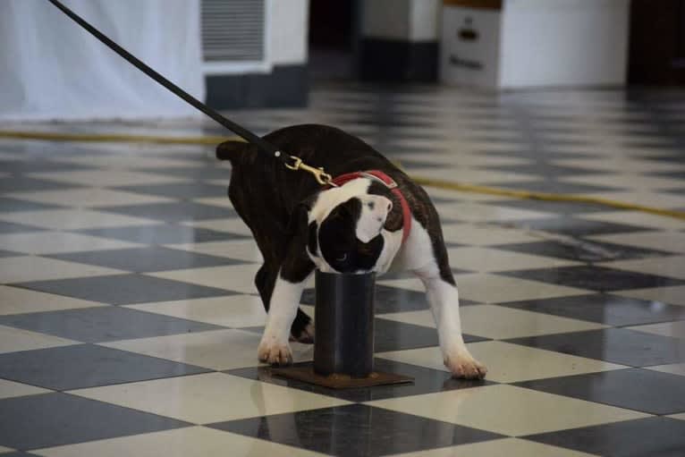 Photo of Minion, a French Bulldog and Bulldog mix