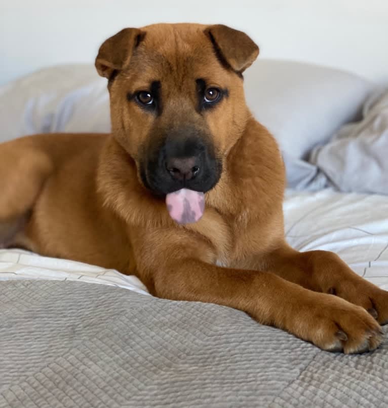 Nala, a Chow Chow and Chinese Shar-Pei mix tested with EmbarkVet.com