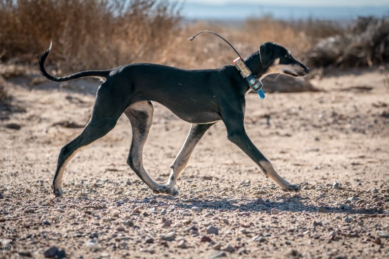 Orly, a Saluki tested with EmbarkVet.com