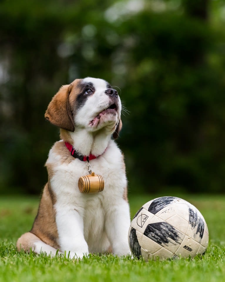 Bo, a Saint Bernard tested with EmbarkVet.com