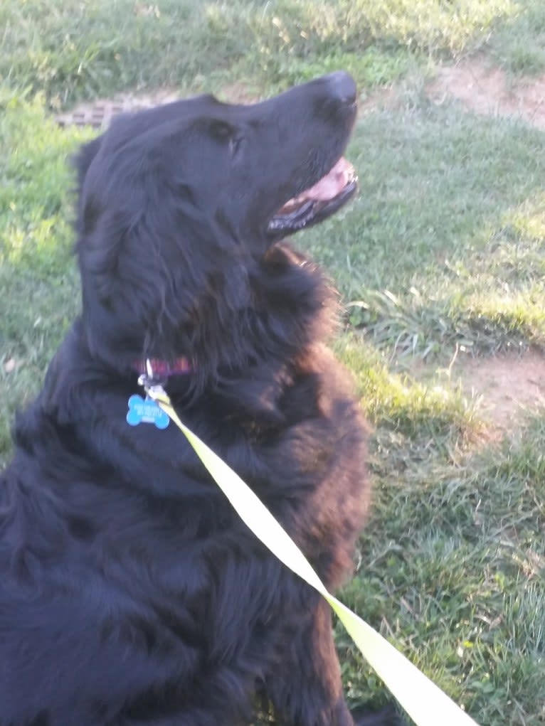 Lily, a Flat-Coated Retriever tested with EmbarkVet.com