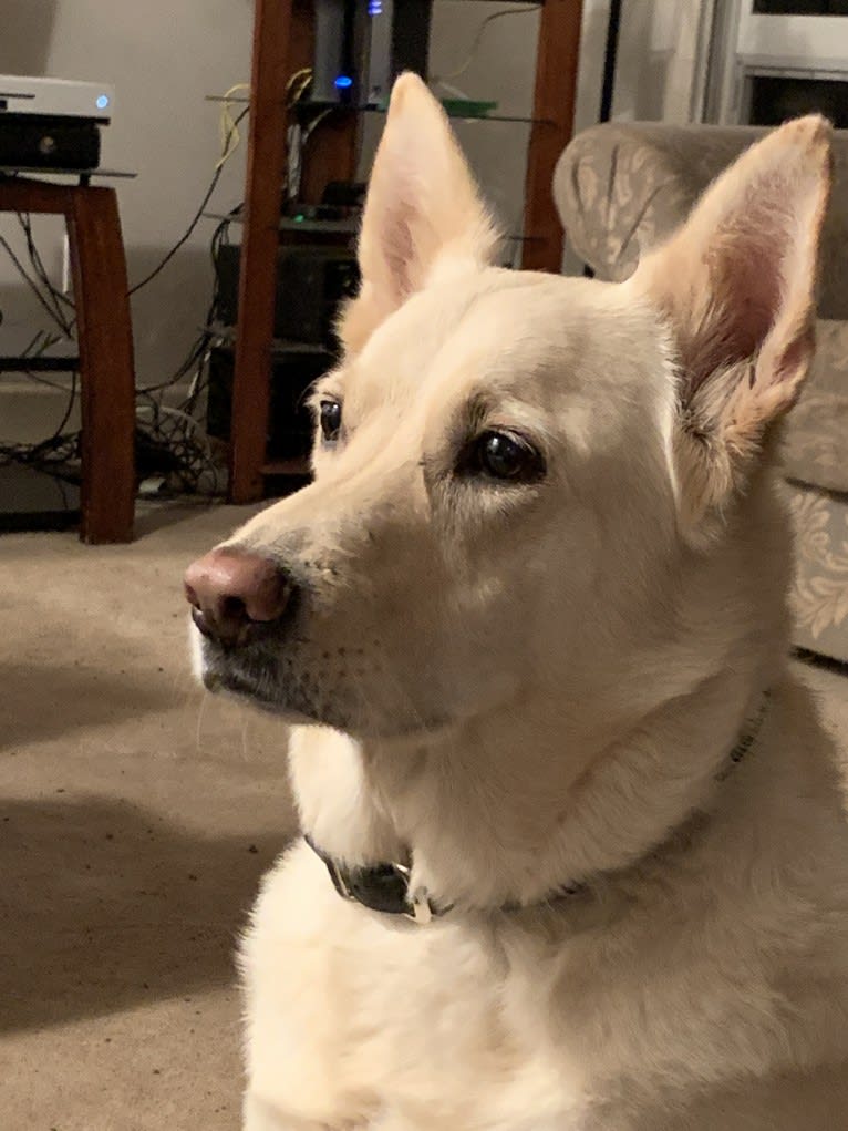 Jaeger, a German Shepherd Dog and Border Collie mix tested with EmbarkVet.com