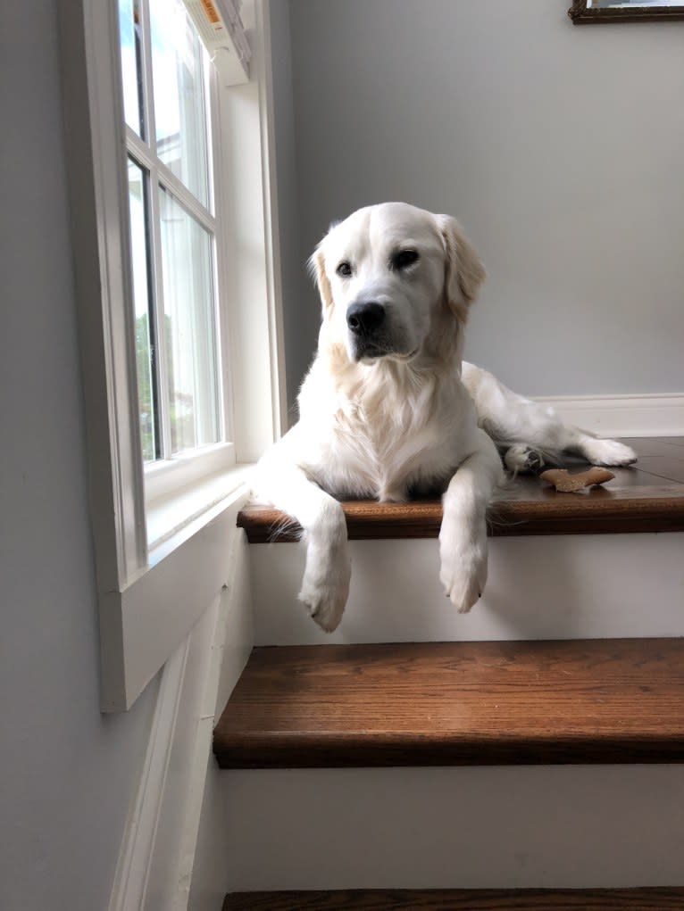 Hudson Gene Dement, a Golden Retriever tested with EmbarkVet.com