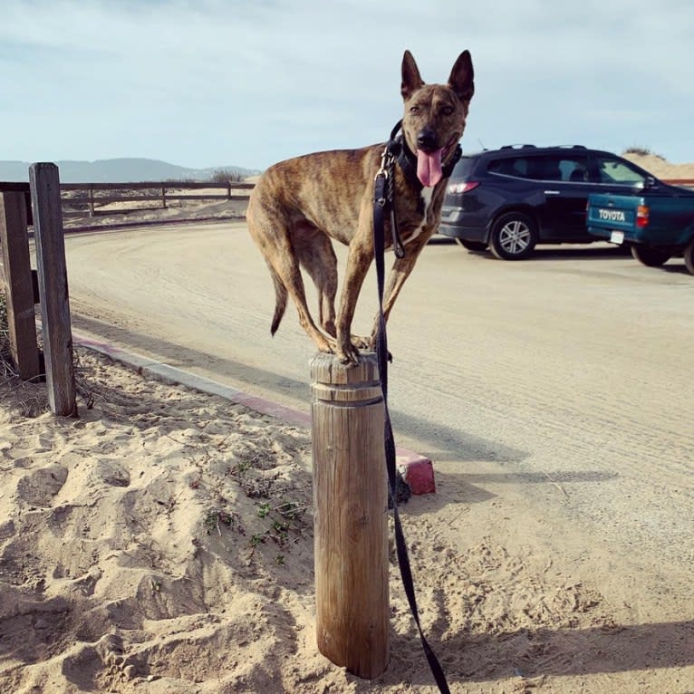 Photo of Rey, an American Pit Bull Terrier, Australian Cattle Dog, Siberian Husky, and German Shepherd Dog mix in Fremont, California, USA