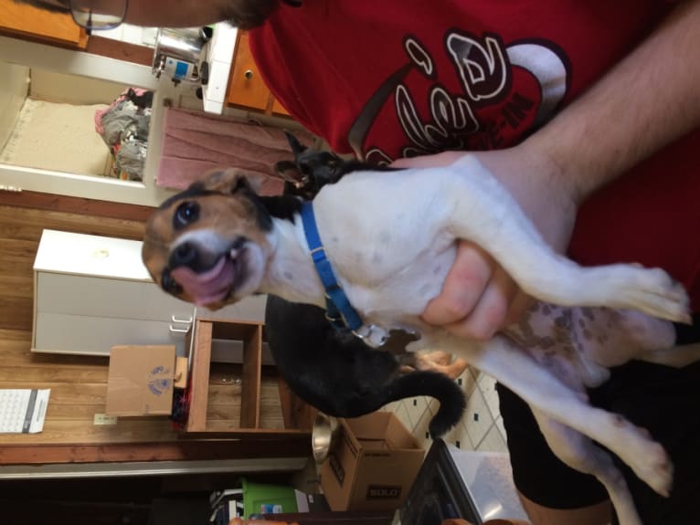 Sid, a Chihuahua and Beagle mix tested with EmbarkVet.com