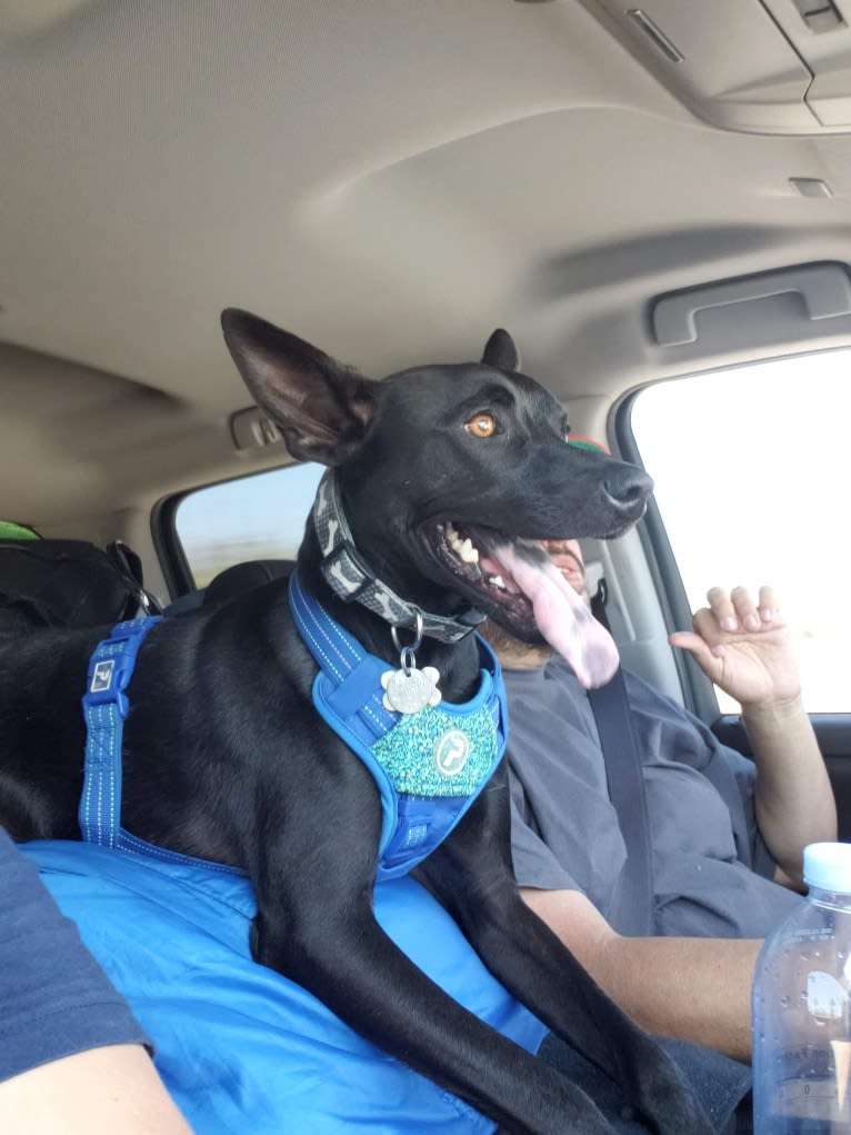 Wesley, an Australian Cattle Dog and Chihuahua mix tested with EmbarkVet.com