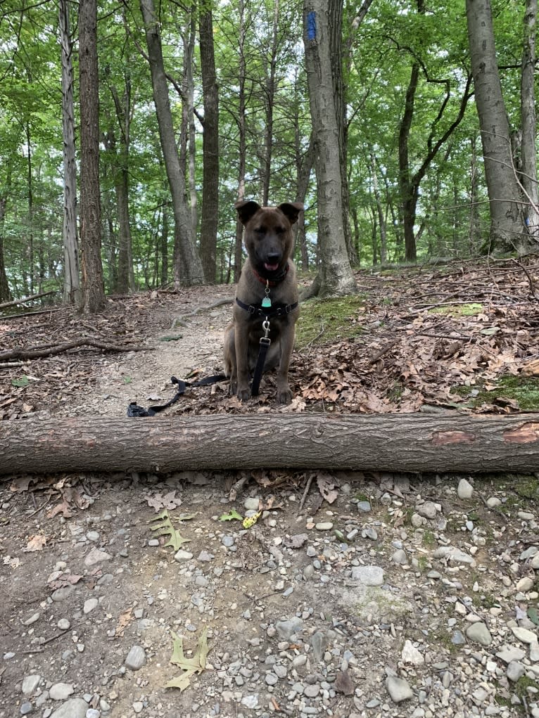 Gracie, an American Pit Bull Terrier and Labrador Retriever mix tested with EmbarkVet.com