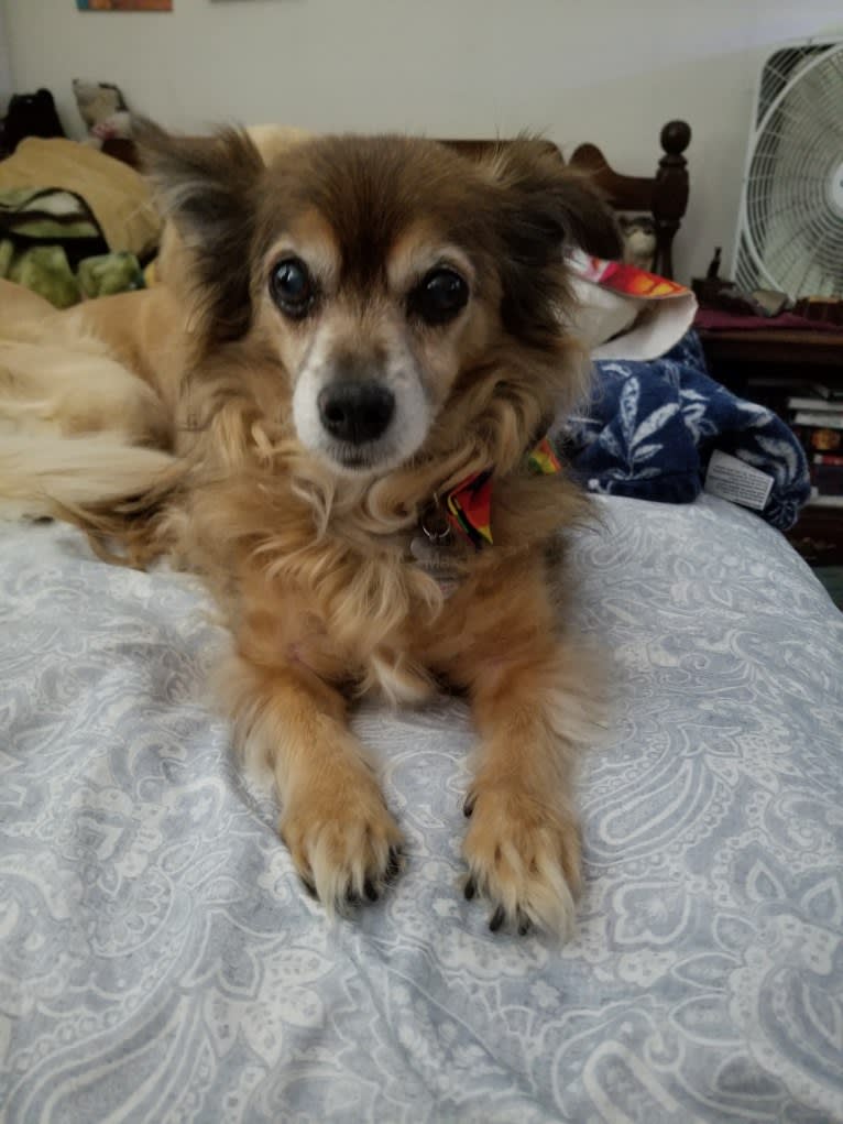 Max, a Chihuahua tested with EmbarkVet.com