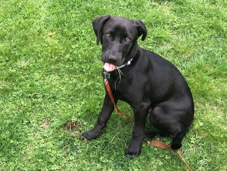 Grace, a Labrador Retriever and American Foxhound mix tested with EmbarkVet.com