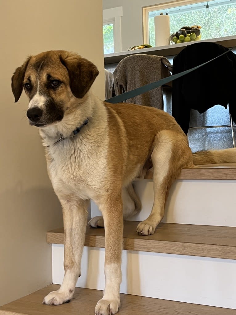 Milo, a West Asian Village Dog tested with EmbarkVet.com
