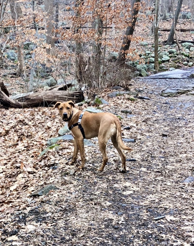 Photo of Ace, a German Shepherd Dog, American Pit Bull Terrier, Australian Cattle Dog, Chow Chow, Labrador Retriever, and Mixed mix in Charlotte, North Carolina, USA