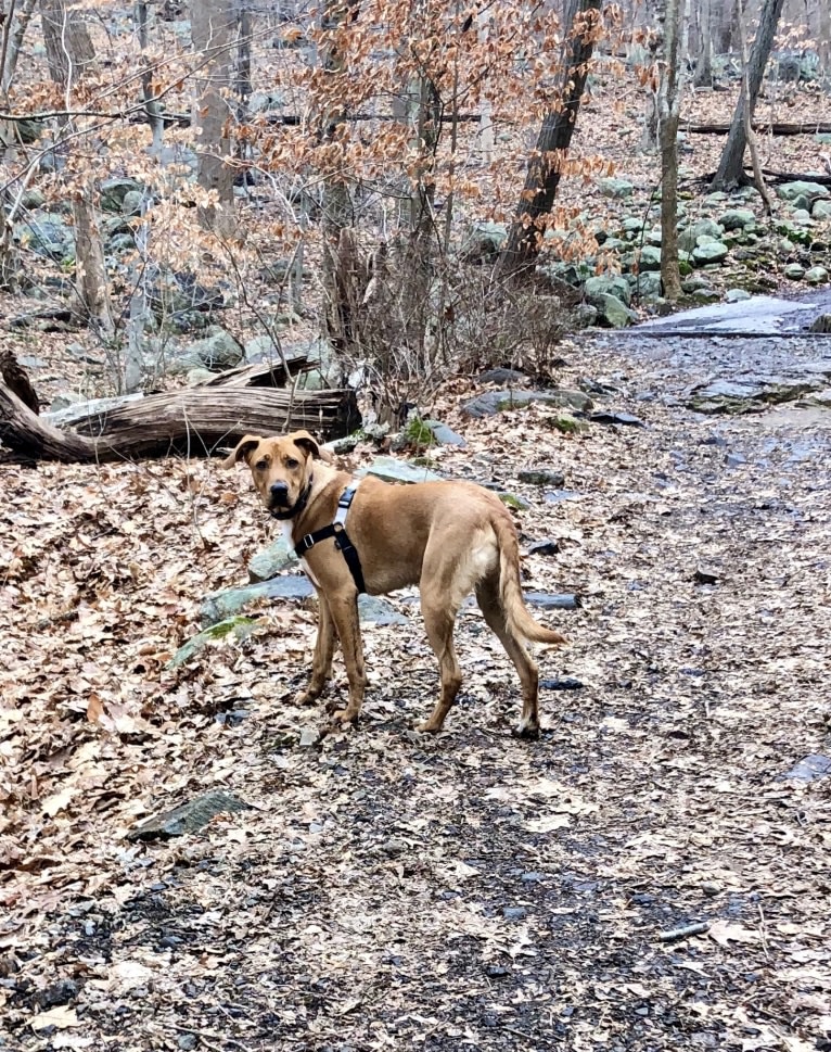 Ace, a German Shepherd Dog and American Pit Bull Terrier mix tested with EmbarkVet.com