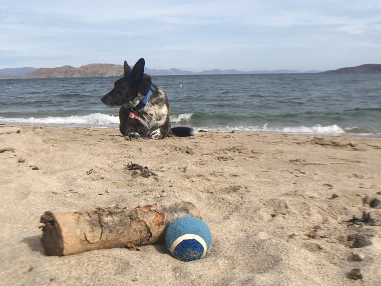 Lou, an Australian Cattle Dog and German Shepherd Dog mix tested with EmbarkVet.com