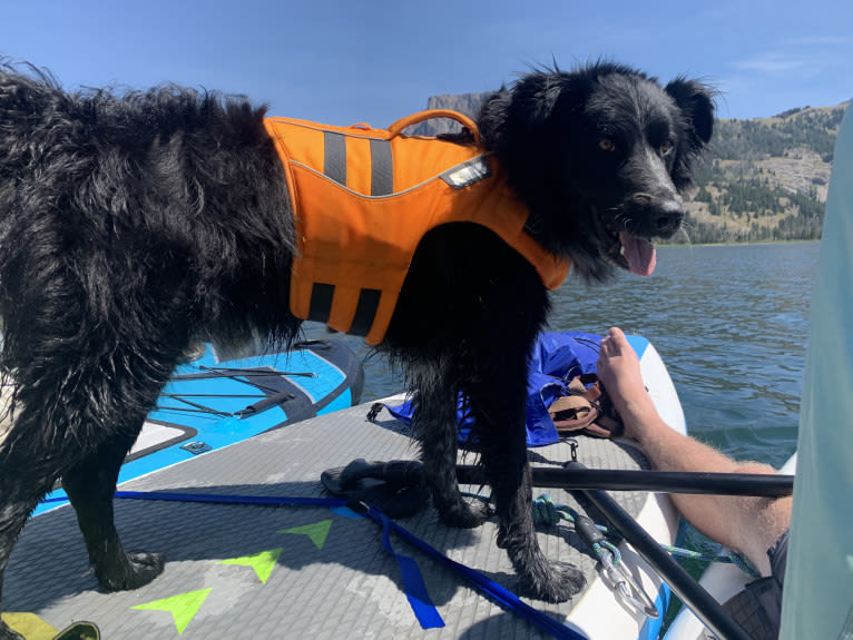 Sega, an Australian Cattle Dog and Border Collie mix tested with EmbarkVet.com