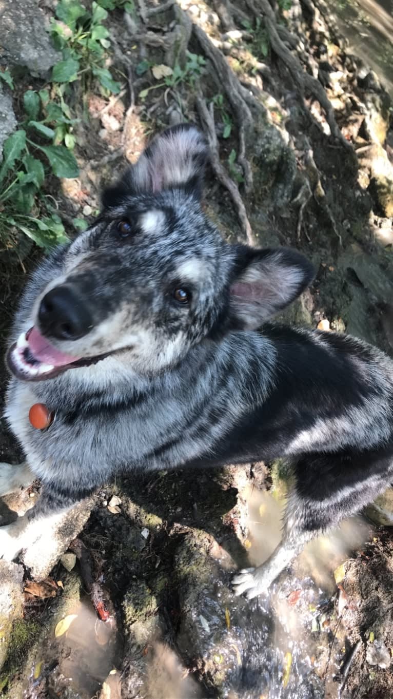 Koda, a Collie and Siberian Husky mix tested with EmbarkVet.com