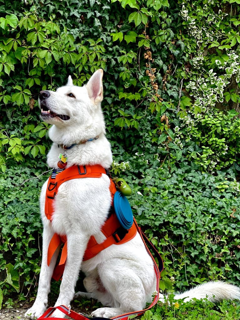 Apollo, a German Shepherd Dog and Maremma Sheepdog mix tested with EmbarkVet.com