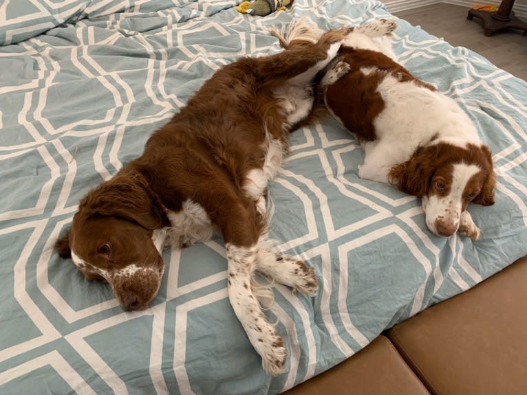 Autumn, a Brittany tested with EmbarkVet.com