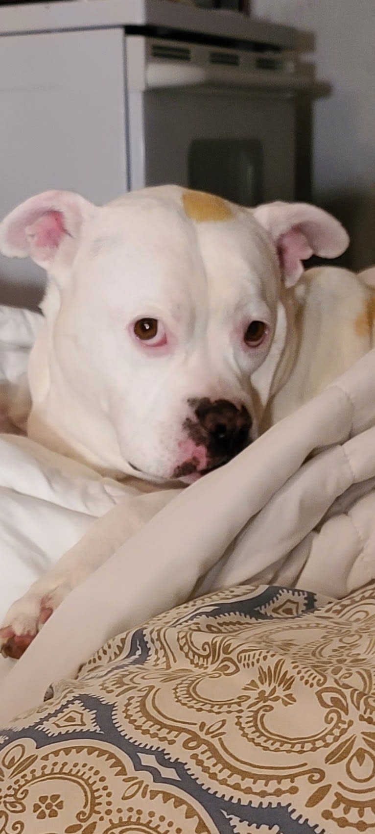 Gigi, an American Pit Bull Terrier and American Bulldog mix tested with EmbarkVet.com