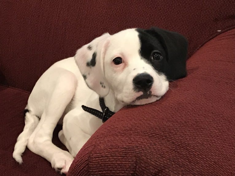 Cocker boxer mix hotsell