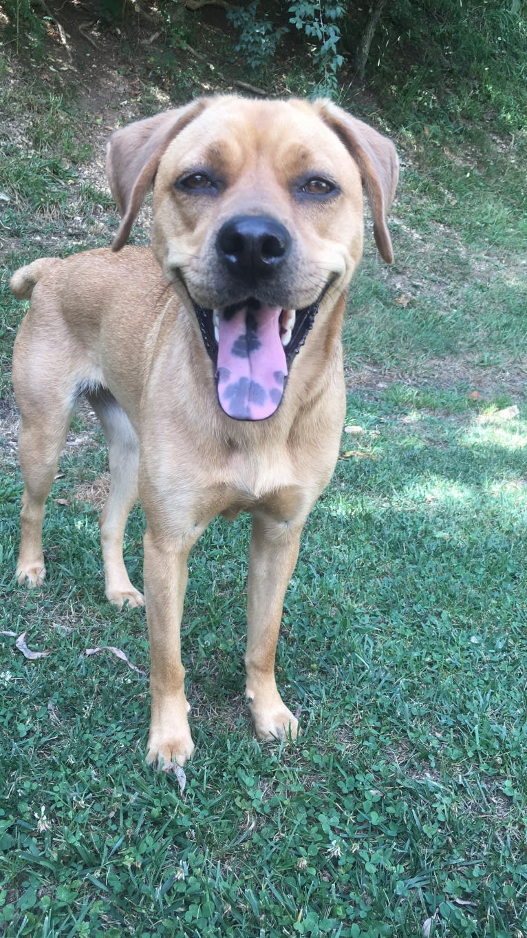 Winnie, a Chinese Shar-Pei and Cocker Spaniel mix tested with EmbarkVet.com