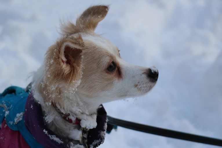 Lizzy (Eliza/Elizabeth), an Eastern European Village Dog and Pekingese mix tested with EmbarkVet.com