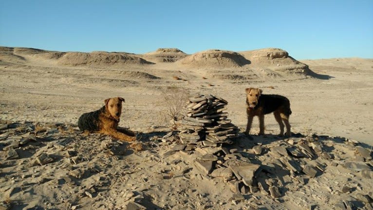 Kratos, an Airedale Terrier tested with EmbarkVet.com