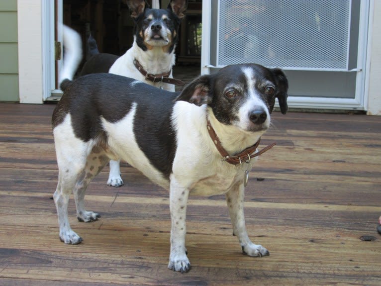 Scooter, a Chihuahua and Poodle (Small) mix tested with EmbarkVet.com