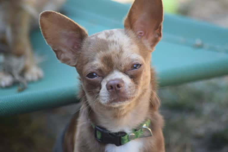 Marvin, a Chihuahua tested with EmbarkVet.com