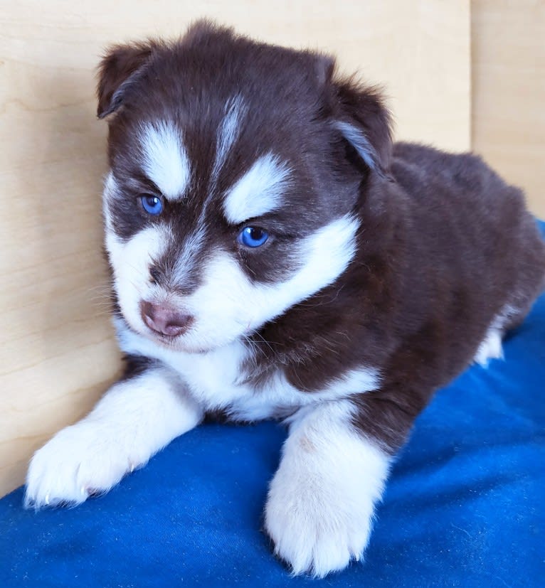 Sorrell, a Pomsky tested with EmbarkVet.com