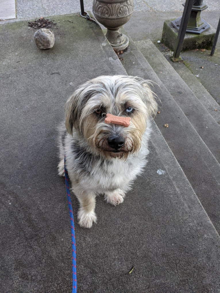 Meatball, a Siberian Husky and Maltese mix tested with EmbarkVet.com