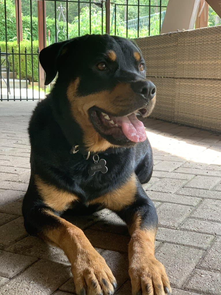 Diesel, a Rottweiler and German Shepherd Dog mix tested with EmbarkVet.com