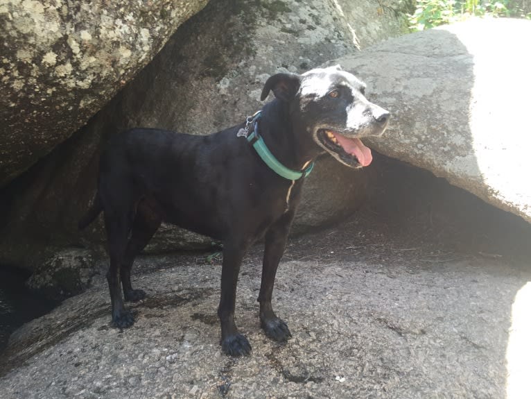 Zef, an American Pit Bull Terrier and Labrador Retriever mix tested with EmbarkVet.com