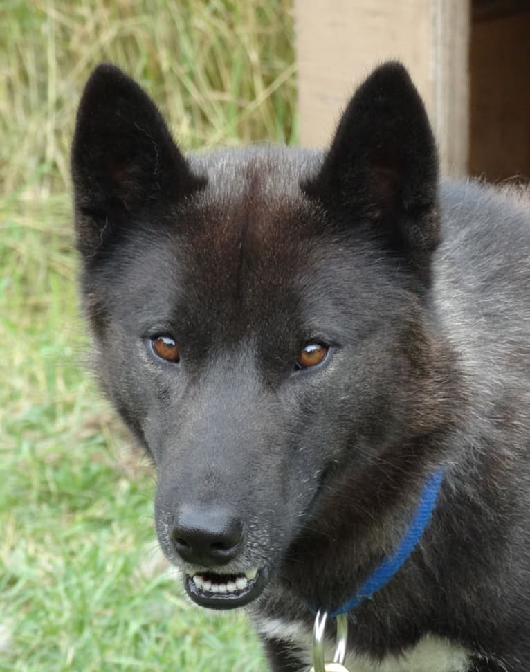 Neptune, a Siberian Husky tested with EmbarkVet.com