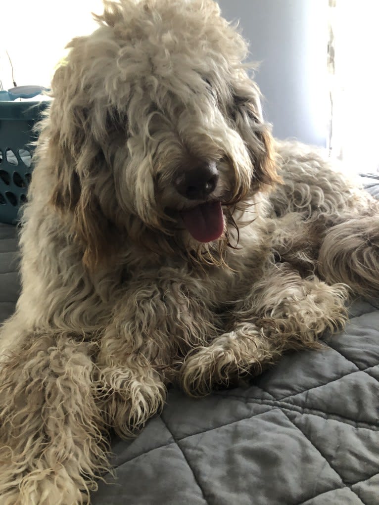 Roscoe, a Poodle (Standard) and Golden Retriever mix tested with EmbarkVet.com