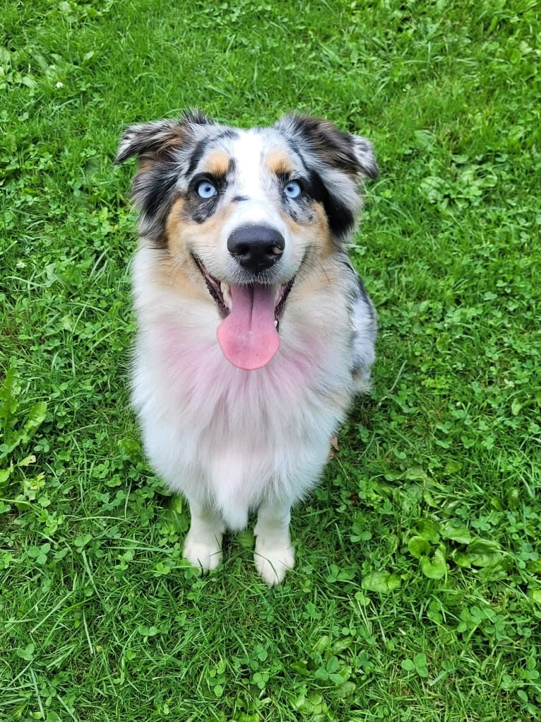 Stella, an Australian Shepherd tested with EmbarkVet.com