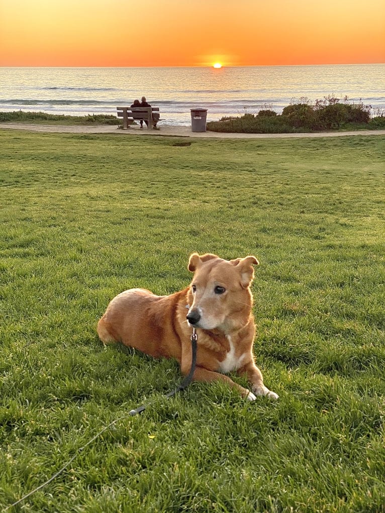 Aubrey, an American Pit Bull Terrier and Chow Chow mix tested with EmbarkVet.com