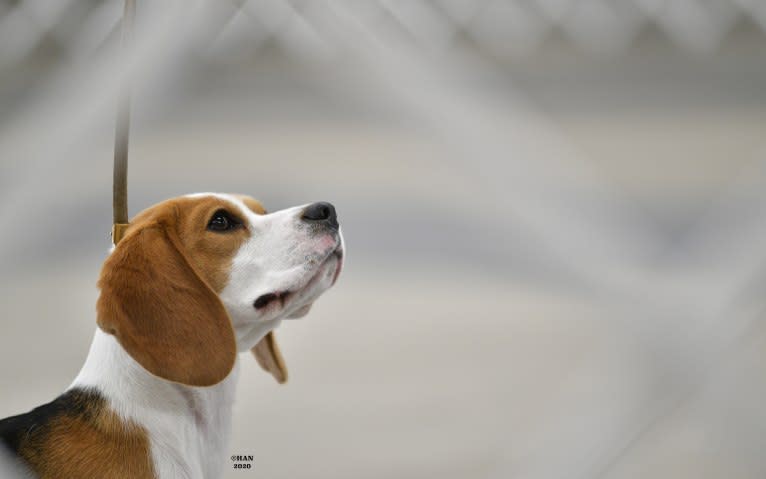 Echo, a Beagle tested with EmbarkVet.com