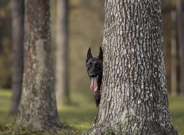 Kid, a Belgian Shepherd tested with EmbarkVet.com