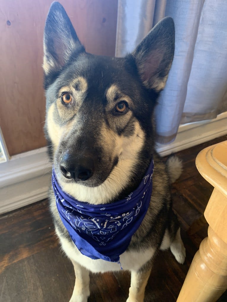 Gizmo, a Siberian Husky and German Shepherd Dog mix tested with EmbarkVet.com