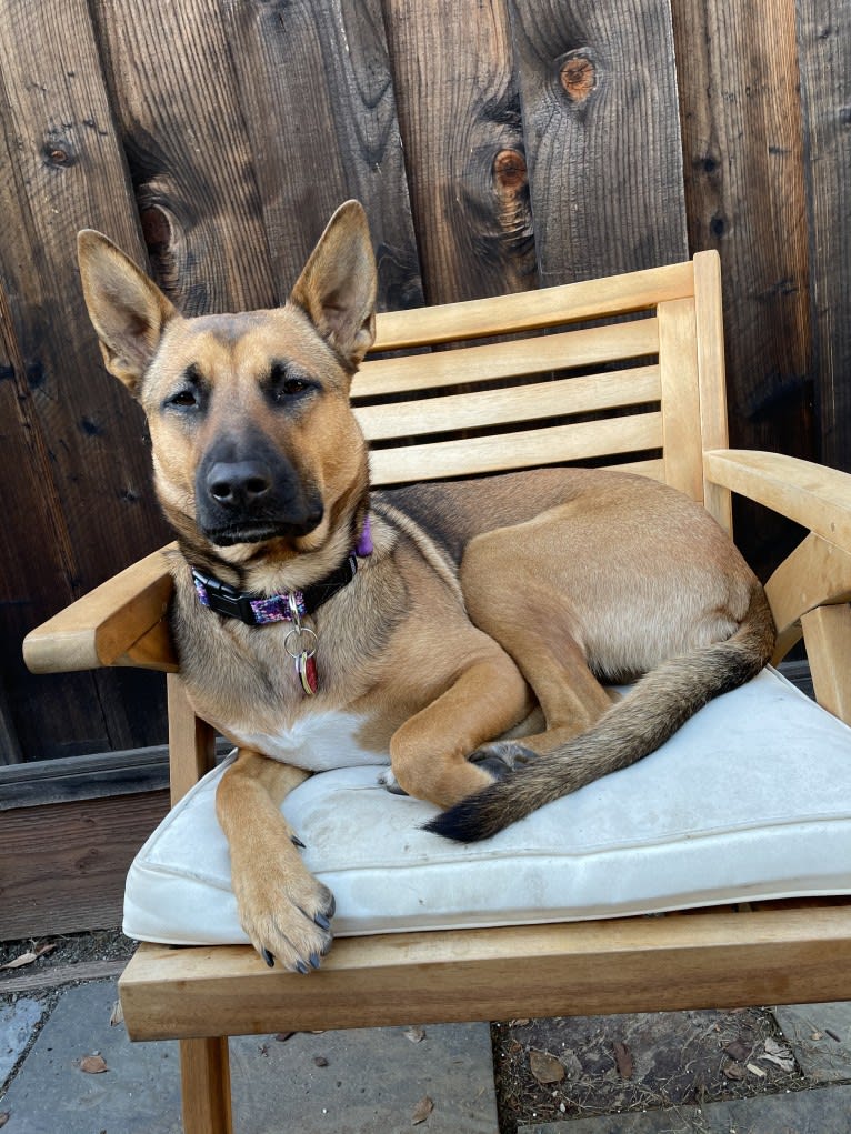 Lucy, a German Shepherd Dog and American Pit Bull Terrier mix tested with EmbarkVet.com