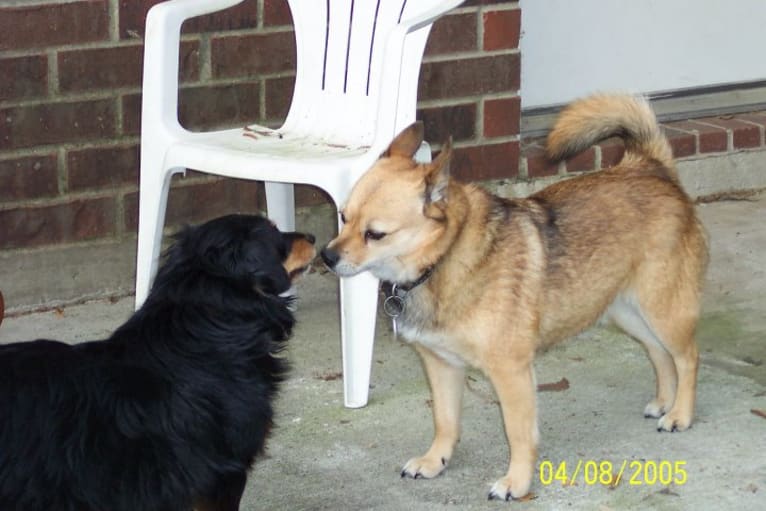 Lassie, a Pomeranian and Rat Terrier mix tested with EmbarkVet.com