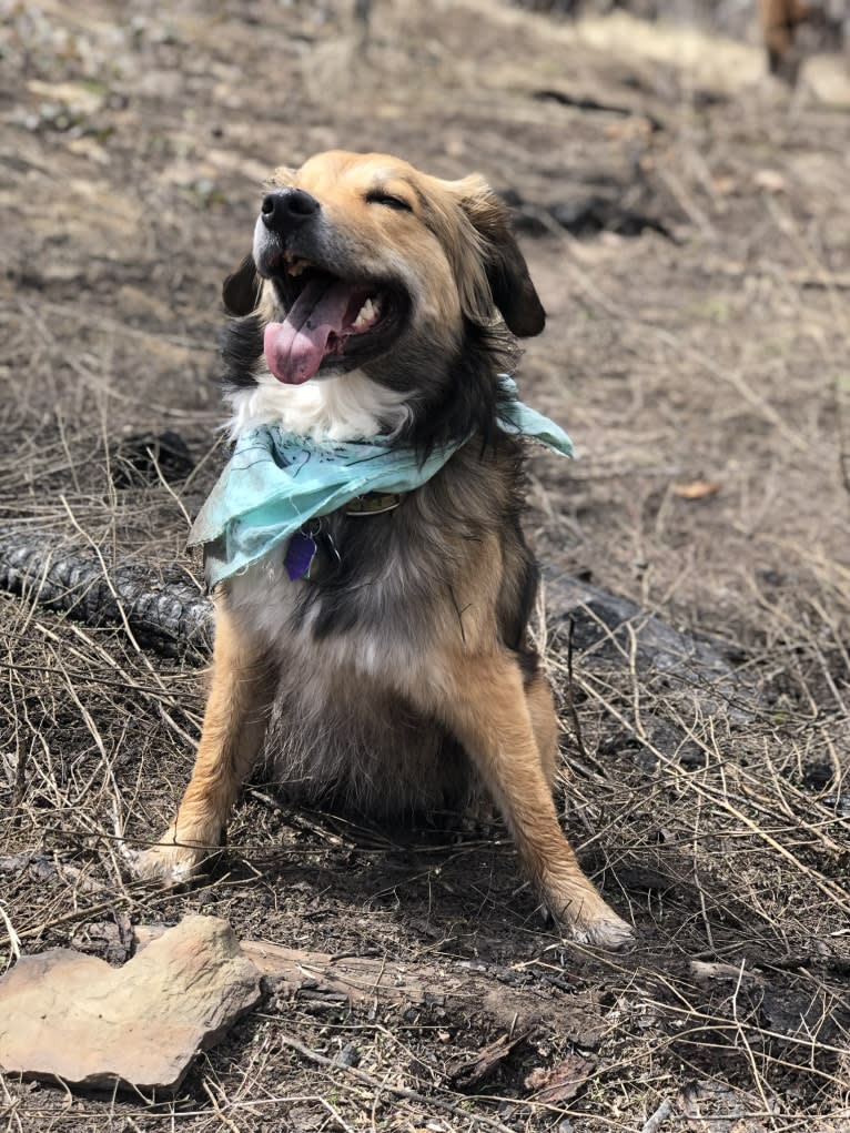 Akela, an American Pit Bull Terrier and Australian Cattle Dog mix tested with EmbarkVet.com