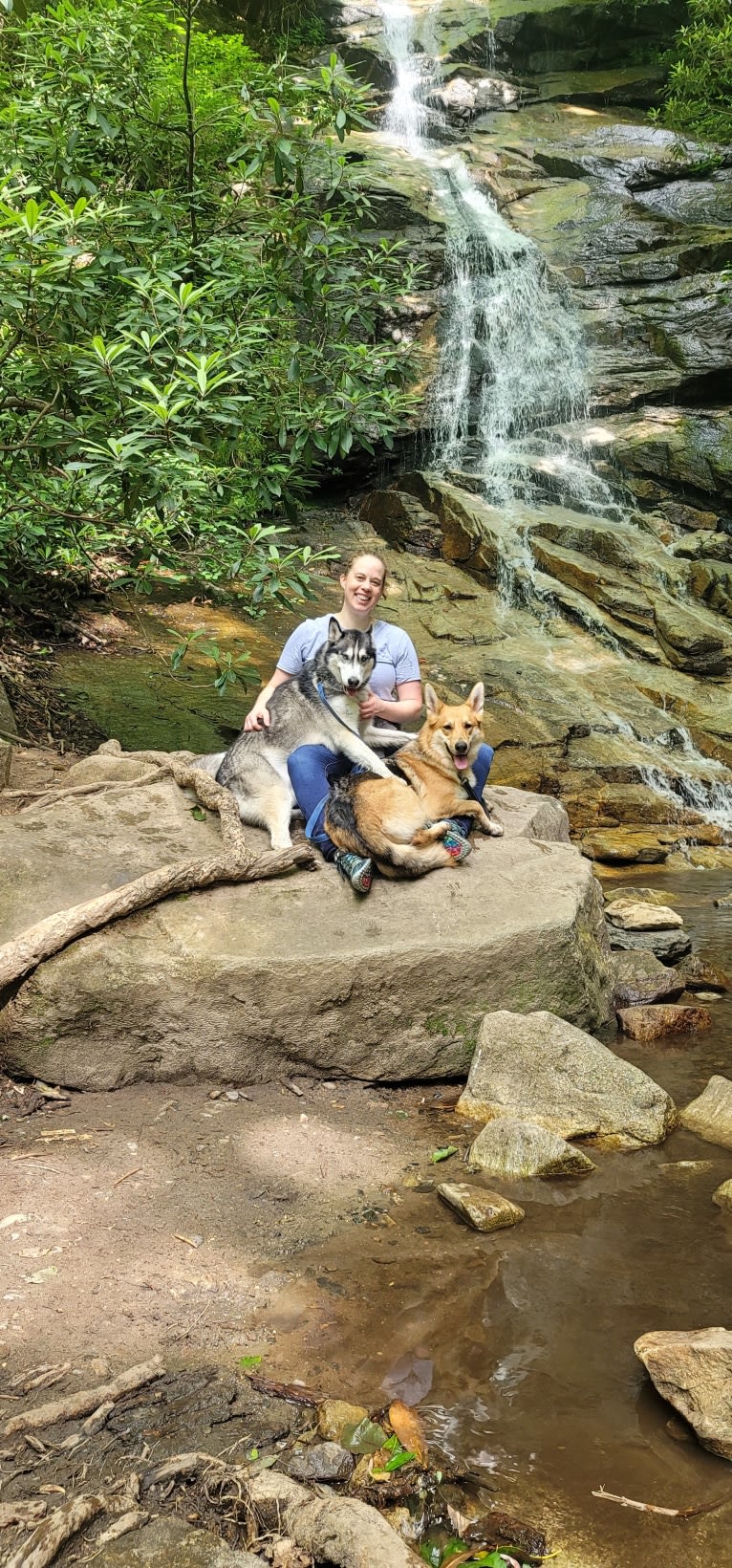 Teko, a Siberian Husky tested with EmbarkVet.com