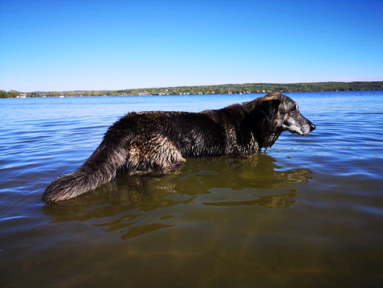 Achille, a German Shepherd Dog and Golden Retriever mix tested with EmbarkVet.com