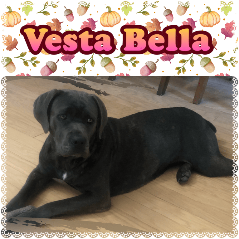 Vesta, a Cane Corso tested with EmbarkVet.com