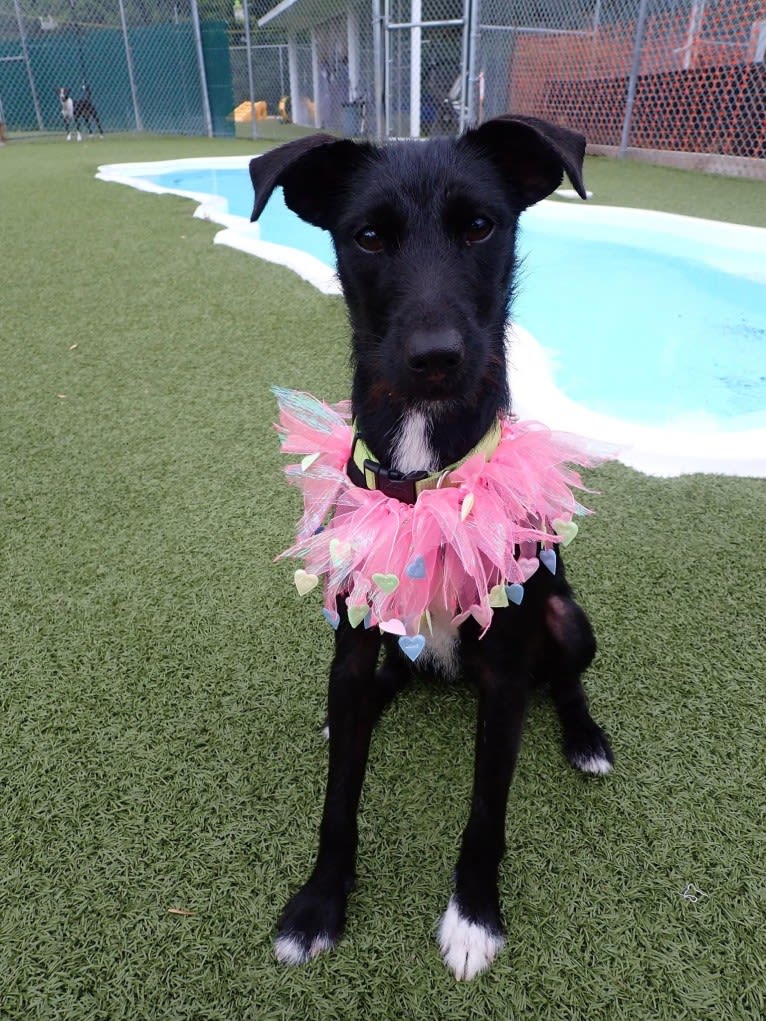 Luna, a Mountain Cur and Russell-type Terrier mix tested with EmbarkVet.com