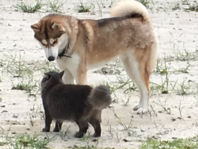 Yuma, a Siberian Husky tested with EmbarkVet.com