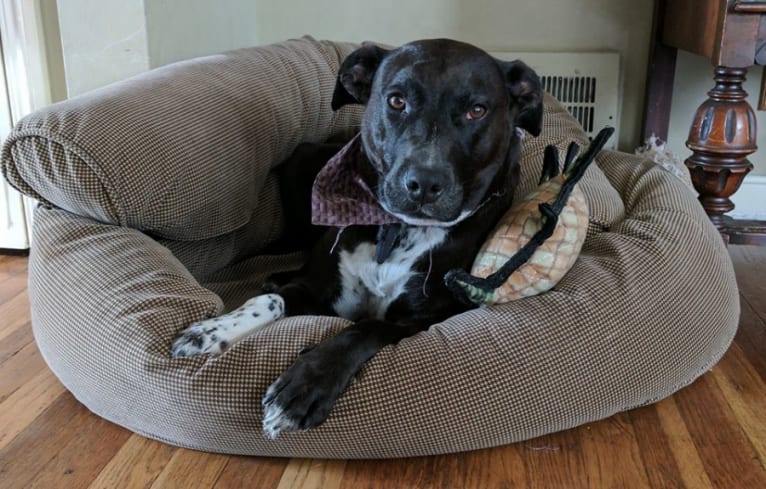 Kayden, a Staffordshire Terrier and Australian Cattle Dog mix tested with EmbarkVet.com